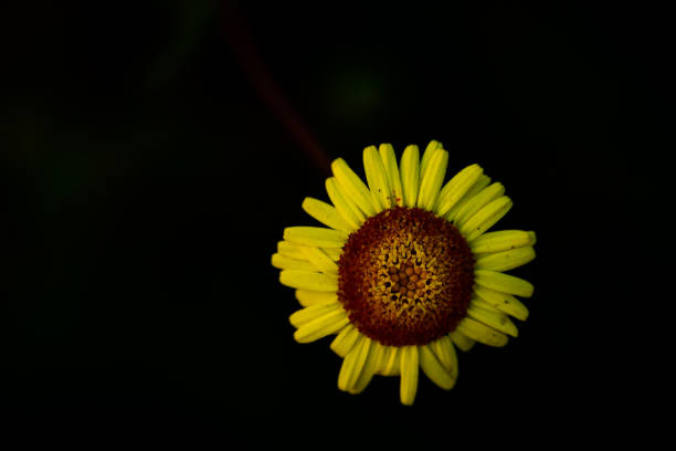 Yellow wildflower with black background and space for writing and embedding logo