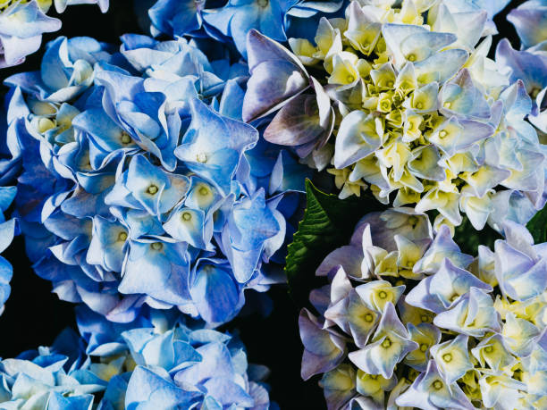 Blue hydrangea isolated on white background. Blue hydrangea flowers. Shady flower garden assortment