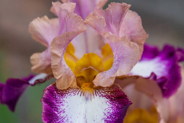 Blooming Iris - Iris in the garden, with a colorful background.