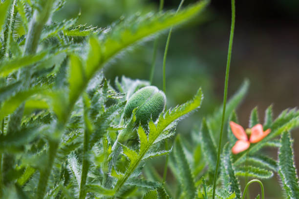 A detailed macro shot of unopened Poppy (Papaver rhoeas) buds, showcasing their unique hairy texture amidst lush green leaves, illustrating nature's delicate beauty and vibrant growth during spring.