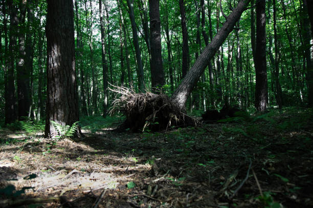 Fallen trunk of a tree with roots in summer forest