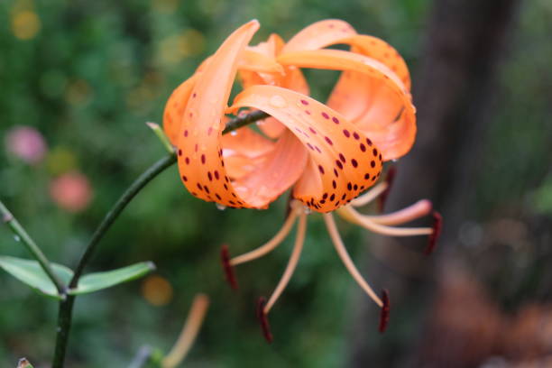 istock Single spotted lily flower on a blurred background, close-up 2154160269