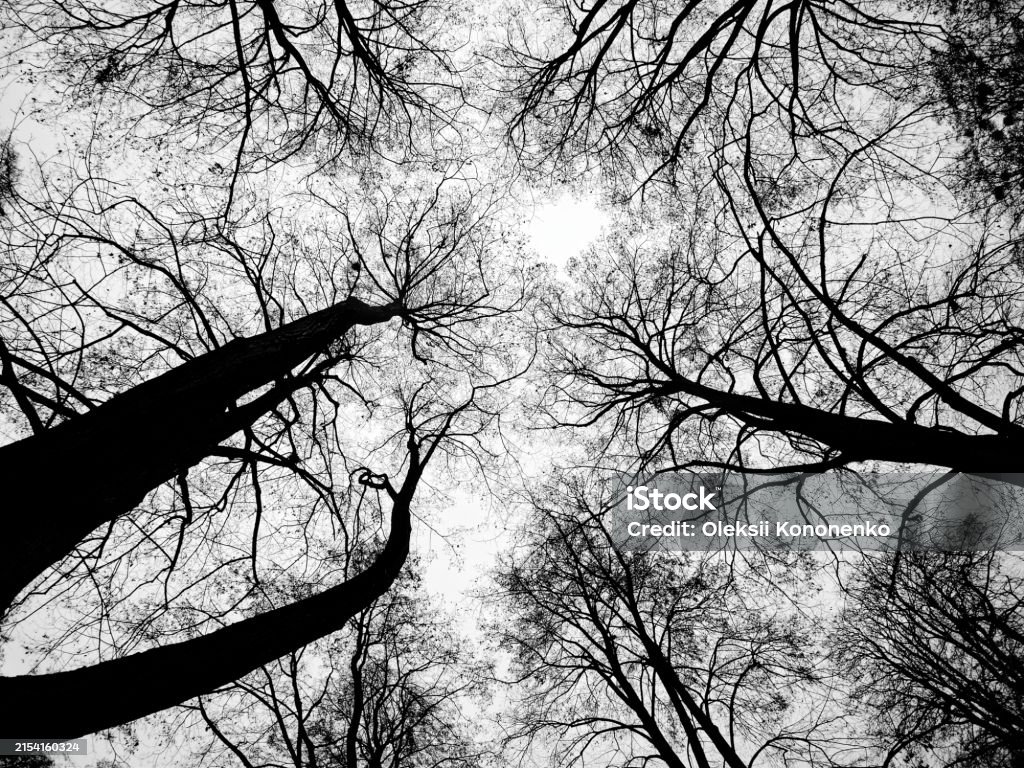 Tree Over Growing Patterns An Overhead View Of Leafless Trees With Branches Forming Natural ...
