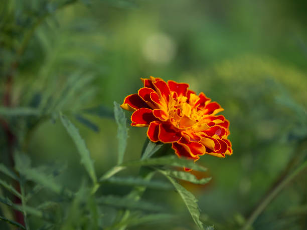 istock Marigold flower on a blurry background, macro photo. 2154160536