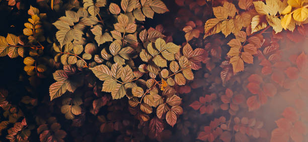 Brown autumn leaves in the dark at night