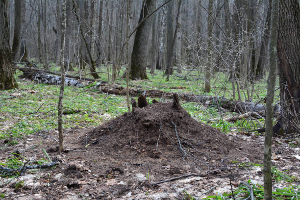 istock an anthill in the woods with bare trees in the background 2154161102