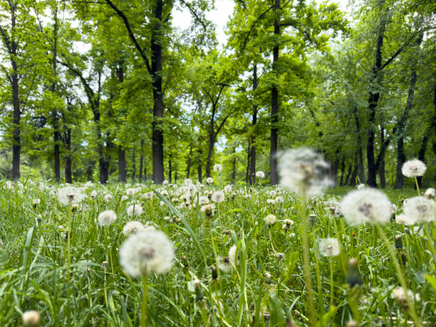 white dandelions on a background of trees.