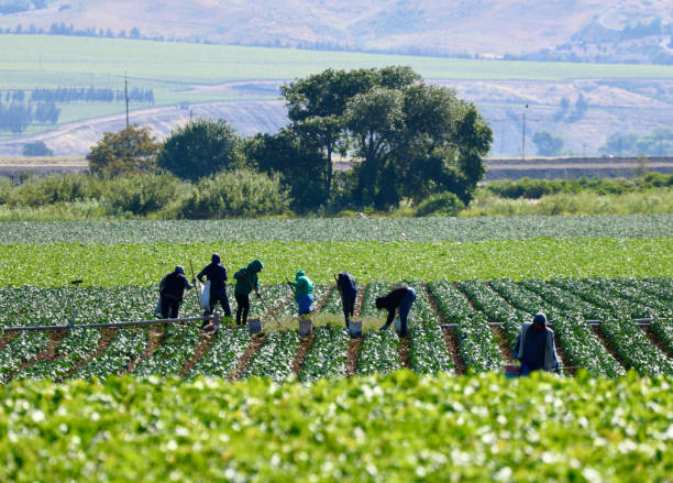 istock Field hands tending the crops 2154162967