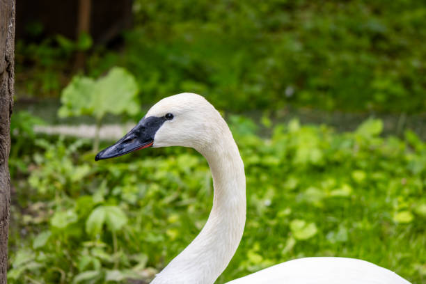 istock Trumpeter Swan Portrait 2154164272
