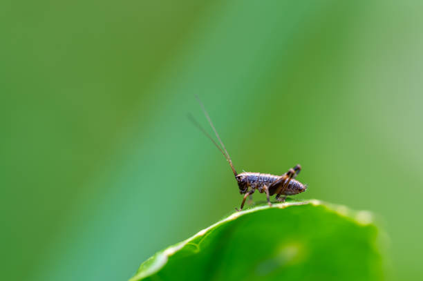 istock A tiny Dark bush-Cricket nymph, Pholidoptera griseoaptera, sitting on a stinging nettle leaf in spring. 2154165326