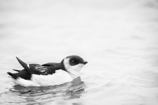Common loon (Gavia immer) adult on Lake Mohawkskin in Wisconsin, horizontal