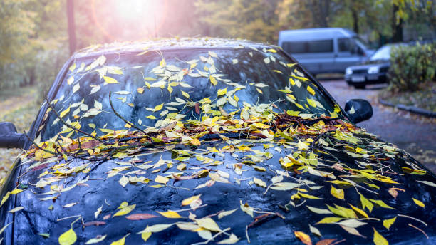istock Black car covered with autumn leaves, sunlight peeking through trees. Parked vehicle on fall day, concept of seasonal change 2154166790