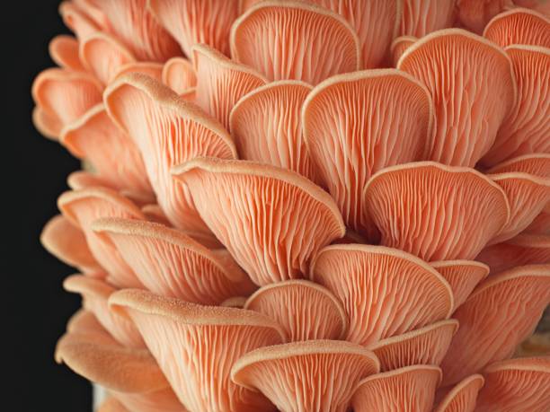 istock Pink oyster mushroom cluster. 2154167692