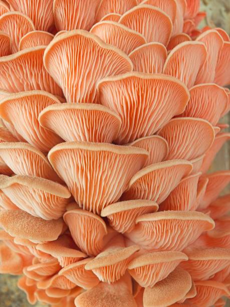istock Cluster of grown oyster mushrooms. 2154167698