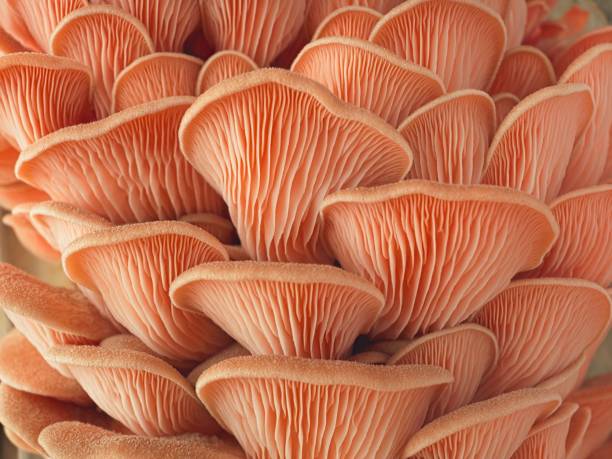 istock Macro of large pink oyster mushrooms. 2154167705