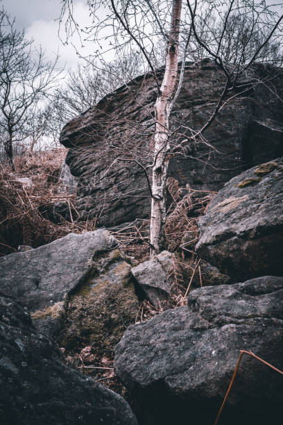 Nature scene with a bare tree and large rocks, illustrating a rugged, winter landscape with a moody overcast sky.