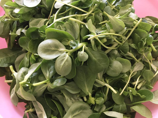 Close-up of purslane vegetable, portulaca