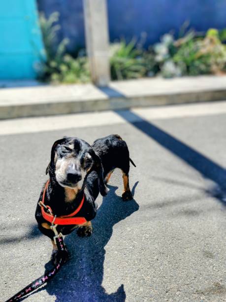 istock Old dog under the sunshine 2154168811