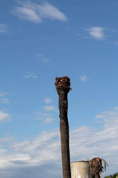 istock palm trees dry up due to the red weevil 2154169240