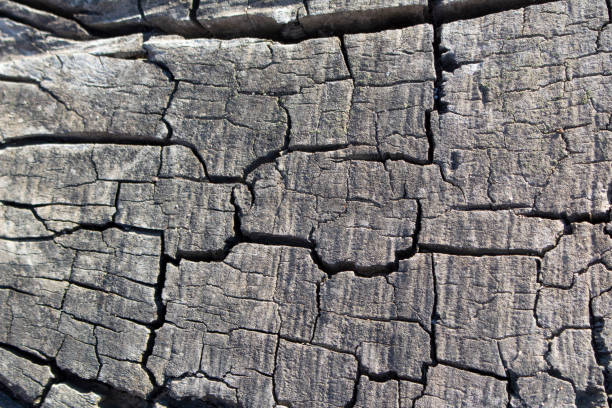 The texture of a tree's wood is unique and varies considerably between different species. This texture not only adds natural beauty and visual diversity, but also reflects the environmental conditions in which the tree grew. For example, growth rings can indicate the age of the tree and weather patterns throughout its life. Additionally, the texture of wood influences its use in carpentry and construction, as some textures are more suitable for certain purposes than others.