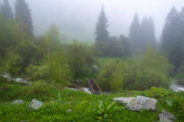 Beautiful landscape about a bridge over a mountain river in a foggy spring forest