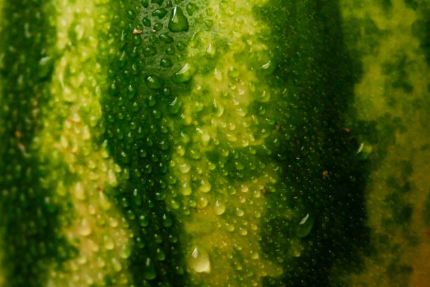 istock watermelon close-up with drops of water 2154169497