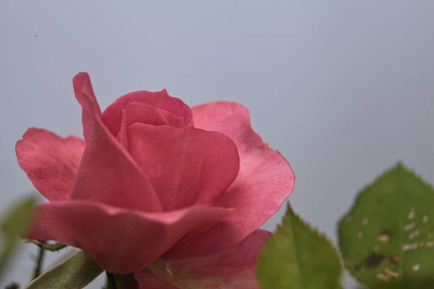 Pink miniature rose in bloom on a white background