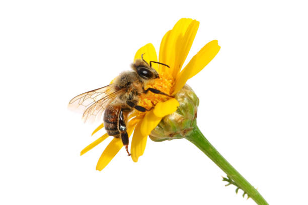 Bee on the yellow flower Bee on the yellow flower. Close up. Isolated on a white background british commonwealth stock pictures, royalty-free photos & images
