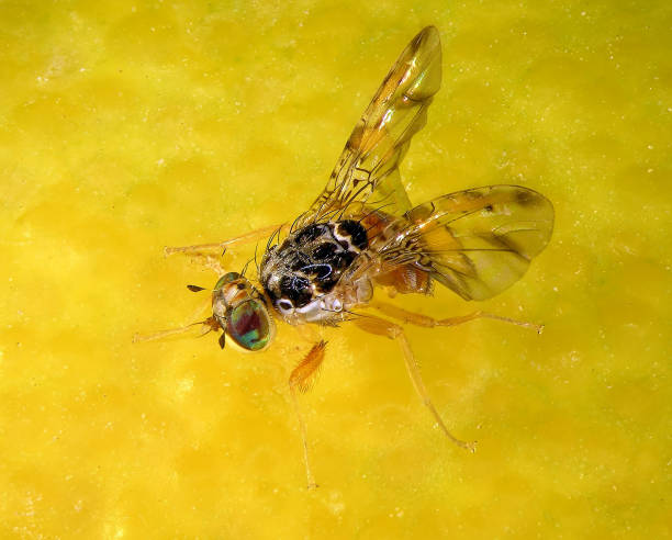 istock Mediterranean fruit fly or medfly, Ceratitis capitata 2154171033