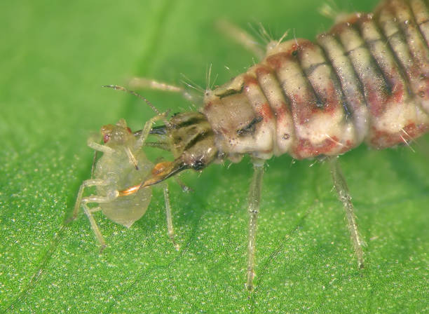 istock Green lacewing larva eating Aphid on a green leaf 2154171047