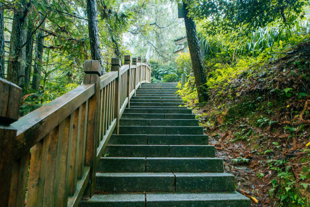 Wooden Stairs Climbing Up in the Forest