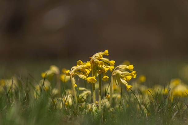 Cowslip plants (Primula veris) in bloom in spring.