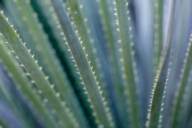 close-up of aloe stems with needles, photo color green-blue