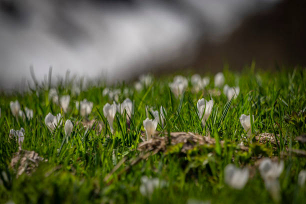 white blooming crocus flower in early spring in meadow, Poland