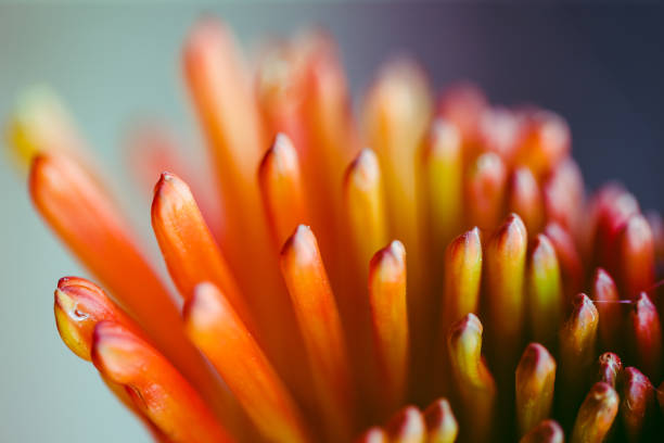 orange flower macro shooting blue background