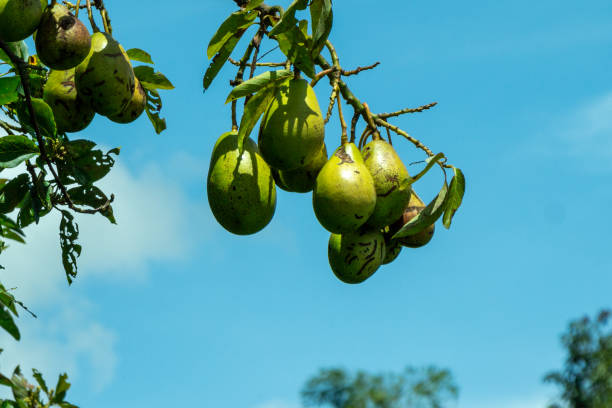 Avocados hanging on a branch. Green leaves, blue sky. Jerico, Antioquia, Colombia.