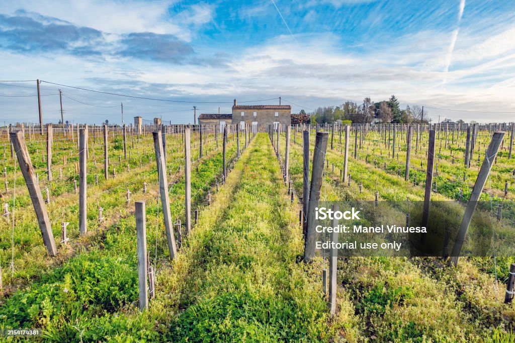 Vineyards in Bordeaux wine region - Lizenzfrei Agrarbetrieb Stock-Foto Vineyards in Bordeaux wine region - Lizenzfrei Agrarbetrieb Stock-Foto