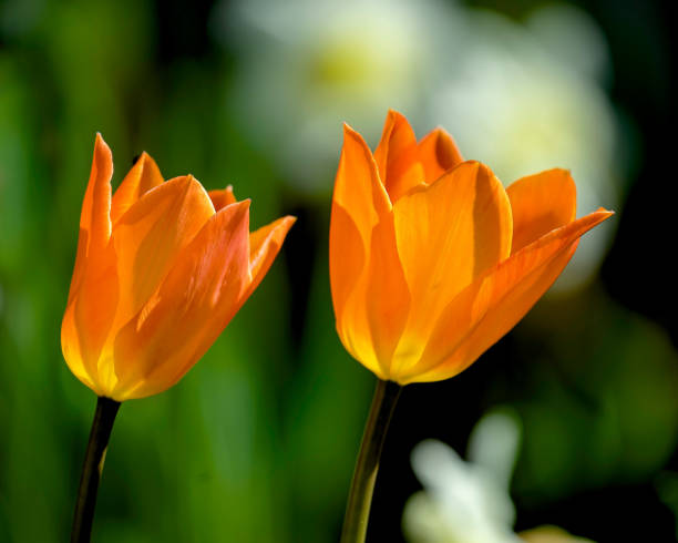 istock Orange Garden Tulips 2154176337