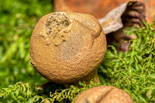 istock mushroom pear puffball - Lycoperdon pyriforme 2154176612