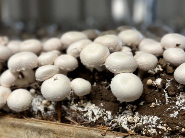istock Mushrooms in greenhouse 2154177116