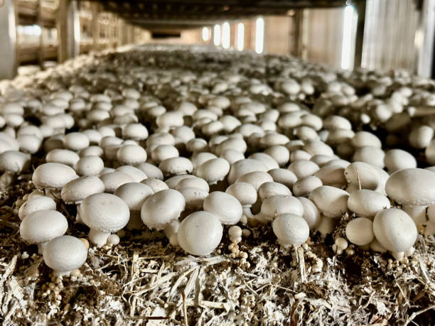 Mushrooms in greenhouse