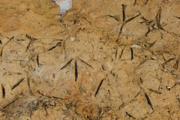 istock Land restoration, desertification and drought resilience 2154178148