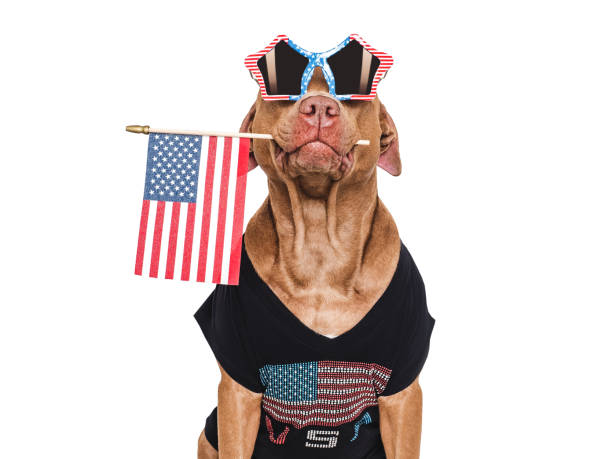 istock Cute dog, sunglasses and American Flag. Studio shot 2154179205
