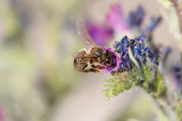 istock Apis mellifera bee or European bee feeding on echium creticum plant 2154179977