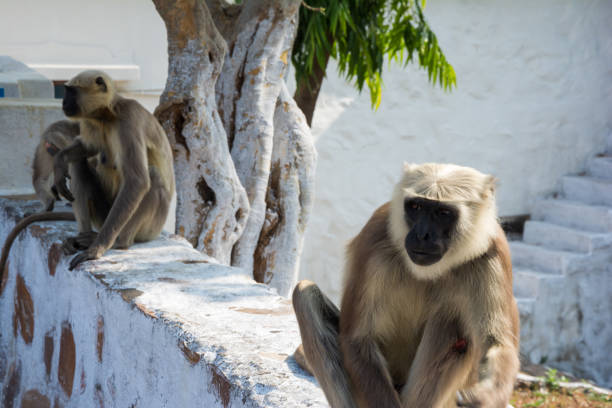 istock Gray langur monkeys at Peace Pagoda 2154181230