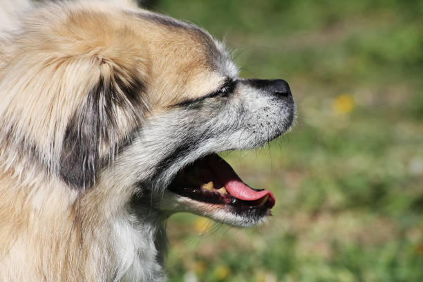 A Tibetan spaniel hissing in the summer heat