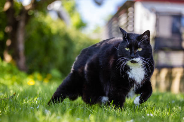 Black domestic cat stands at backyard.