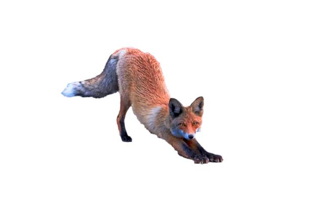 istock Red fox, Vulpes vulpes, sitting, isolated on white. 2154183942