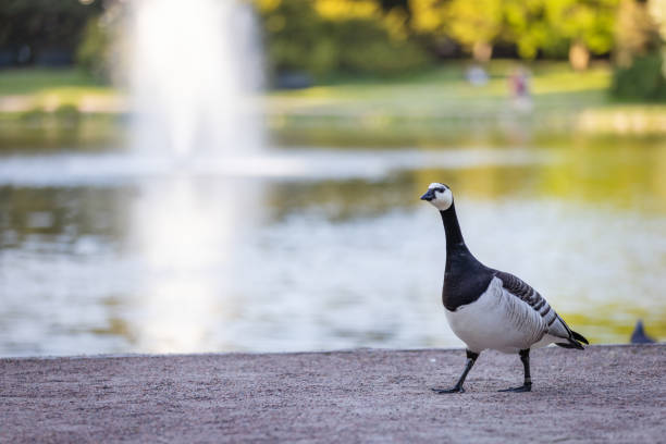Duck is walking near by the lake.\nMalmo - Sweden.