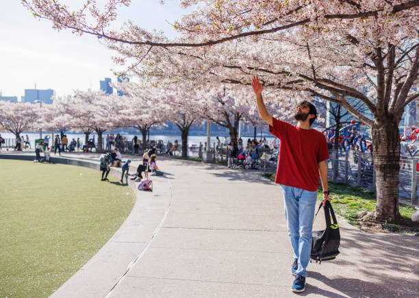 Pakistani man in a red shirt with a backpack reaching out to touch a cherry blossom petals at urban park in Queenns, Long Islanf City